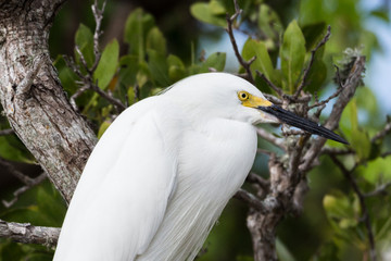 Snowy egret (Egretta thula)