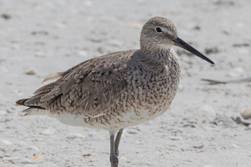willet (Tringa semipalmata)