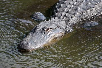 American Alligator, Alligator mississippiensis