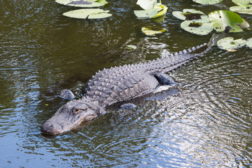 American Alligator, Alligator mississippiensis