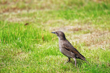 young starling on green grass