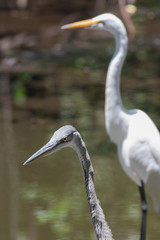 great egret (Ardea alba) and great blue heron (Ardea herodias)