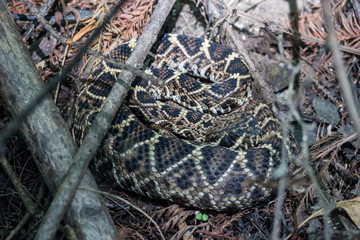 eastern diamondback rattlesnake (Crotalus adamanteus)