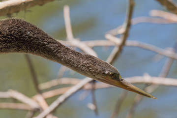 Anhinga