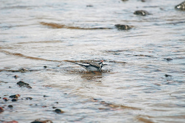 small wagtail washable in water