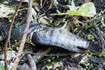 Water snake (Nerodia) eating fish