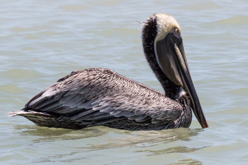 Brown pelican (Pelecanus occidentalis)