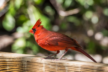 Male northern cardinal (Cardinalis cardinalis)