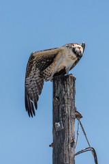 Western osprey (Pandion haliaetus)