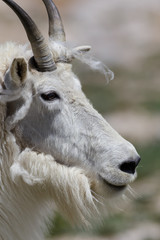 Obraz premium Wild Mountain Goats of the Colorado Rocky Mountains