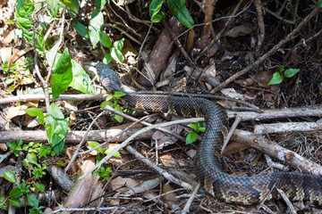 Cottonmouth (Agkistrodon piscivorus)
