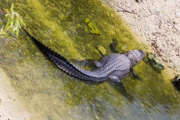American Alligator, Alligator mississippiensis