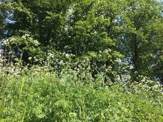 Ferns cover the forest floor in sunny summer day. Russia
