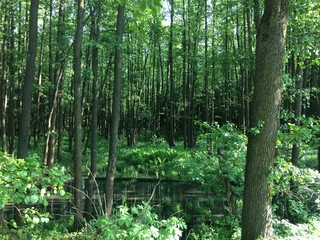 Fototapeta premium The bog in the spring forest. Marsh and swamp