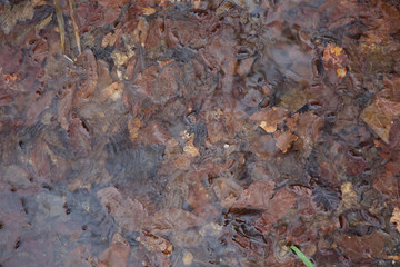 Old fallen leaves