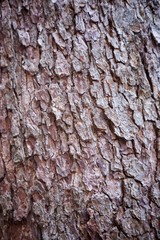 The texture of the old big thick tree. The bark of the tree is brown.