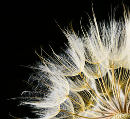 Dandelion flower background 