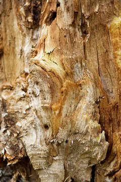 The Texture Of The Old Big Thick Tree. The Fault Tree Trunk.