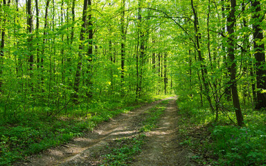 Obraz premium Forest trees. nature green wood sunlight backgrounds