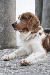 Nice young Welsh Springer Spaniel sitting on a stone pier looking past the camera on a sunny day.