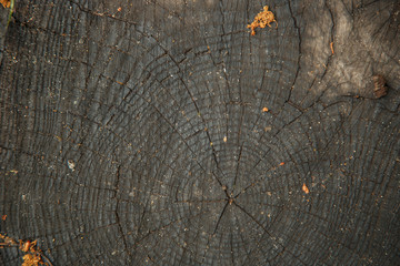 Fototapeta premium cut of wood with annual rings