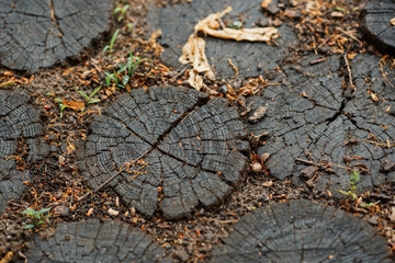cut of wood with annual rings