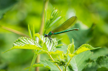 Banded demoiselle damselfly female on bramble leaves