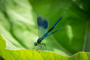 banded demoiselle damselfly male with its wings out a bit