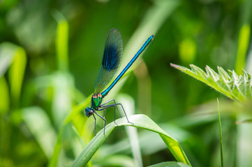 Banded demoiselle damselfly male on a bent blade of grass
