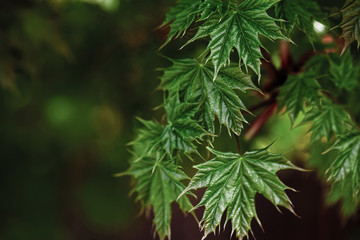 Green leaves on the spring tree background.