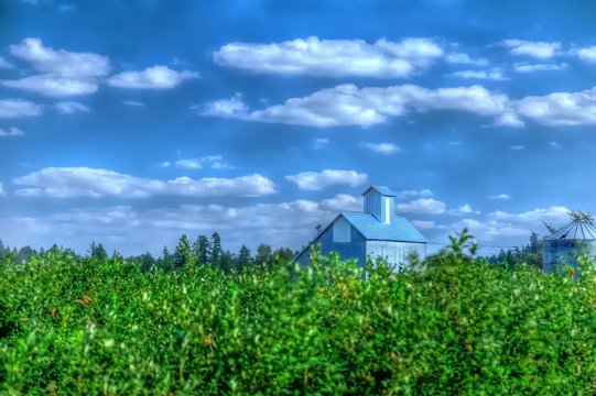 Blue berries growing in the Willamette Valley, Oregon.  Grain elevator blue sky and soft clouds.