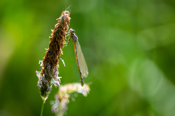 Damselfly clinging to a seed head