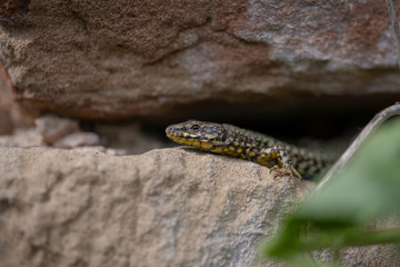 Mauereidechse
