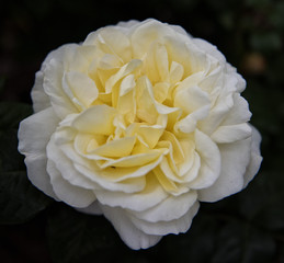 Yellow Rose