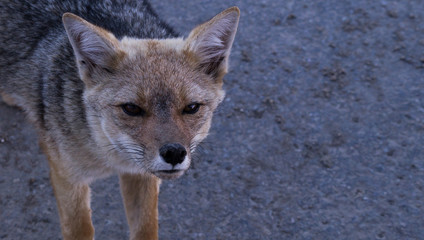 Fototapeta premium What are you looking at?