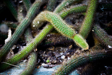 Cactus (plantas)