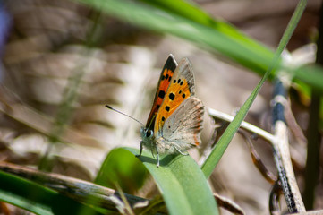 Small copper butterfly on a blade of grass