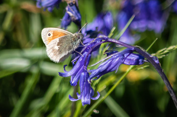 Small heath butterfly on a bluebell