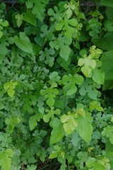 Mulberry tree leaves