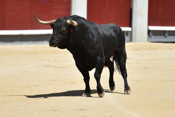 black bull in spain running in bullring