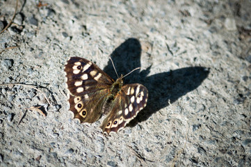 Speckled wood butterfly casting a shadow on a pathway