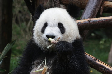 Fototapeta premium Happy Panda Cub eats Bamboo Shoot, Chengdu ,China