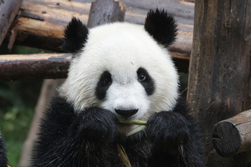 Little Fluffy Panda Cub on the Pile of Bamboo Shoot, Chengdu, China