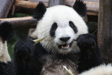 Fototapeta premium Little Fluffy Panda Cub on the Pile of Bamboo Shoot, Chengdu, China
