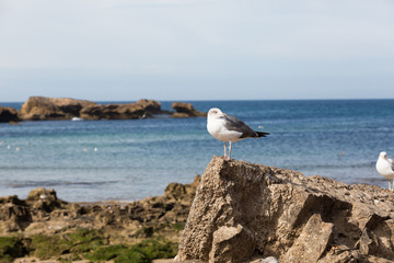 Seagulls in the city of Essaouira