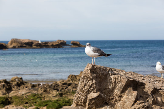 Seagulls in the city of Essaouira