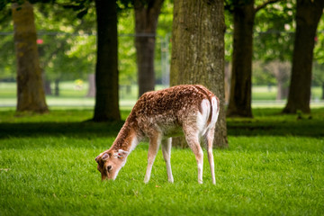 Naklejka na ściany i meble A deer eating grass in Pheonix Park, Dublin