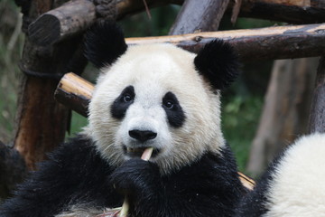 Fototapeta premium Little Fluffy Panda Cub on the Pile of Bamboo Shoot, Chengdu, China