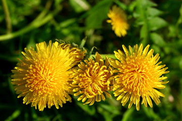 Meadow strewn with spring yellow dandelion flowers, in other words popularly saying milk.