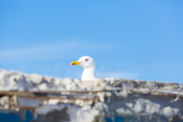 Seagulls in the city of Essaouira
